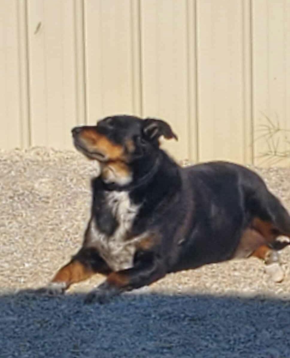 Lucky, a Adoptable mixed breed in Stover, MO image 1/3