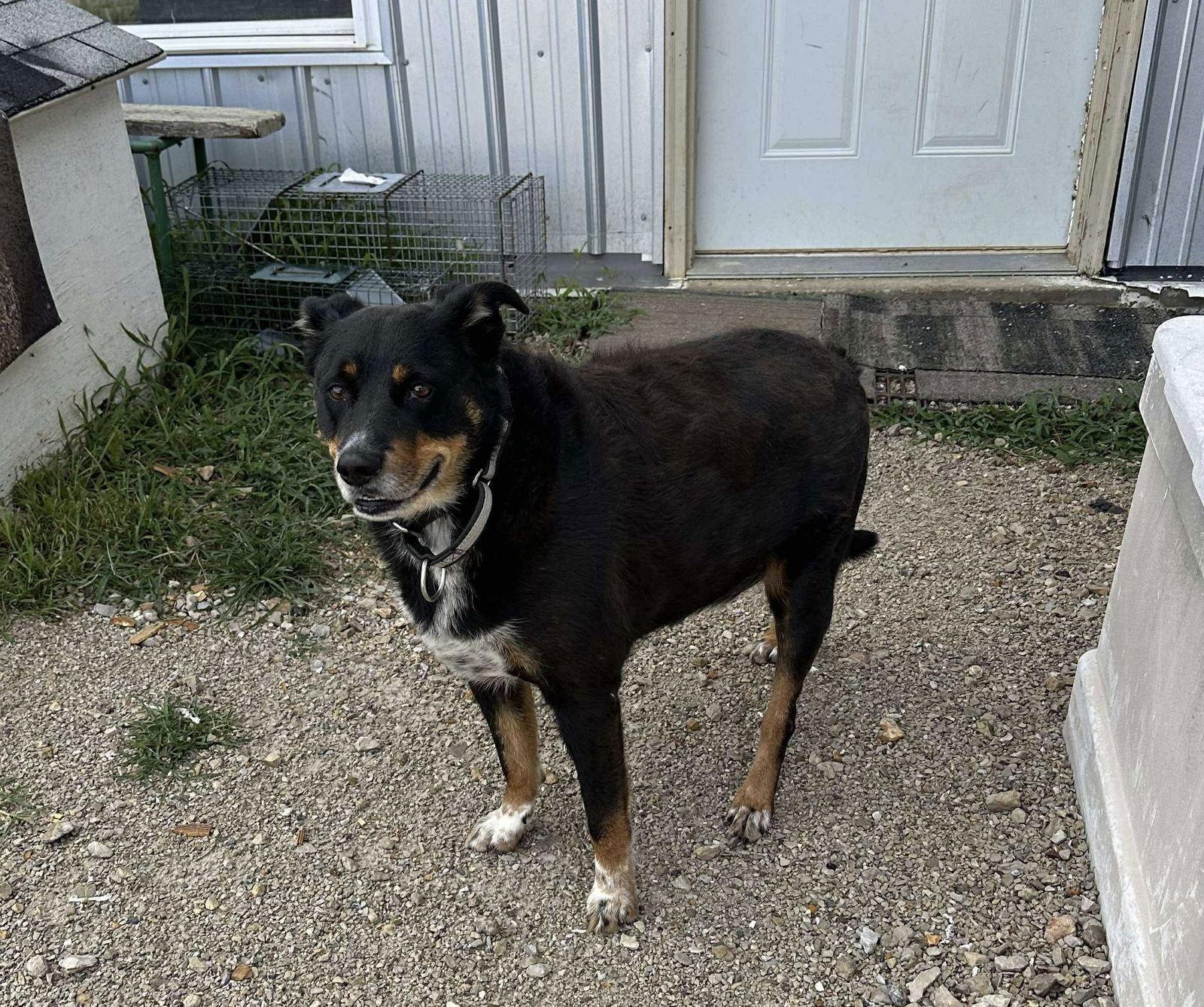 Lucky, a Adoptable mixed breed in Stover, MO image 2/3
