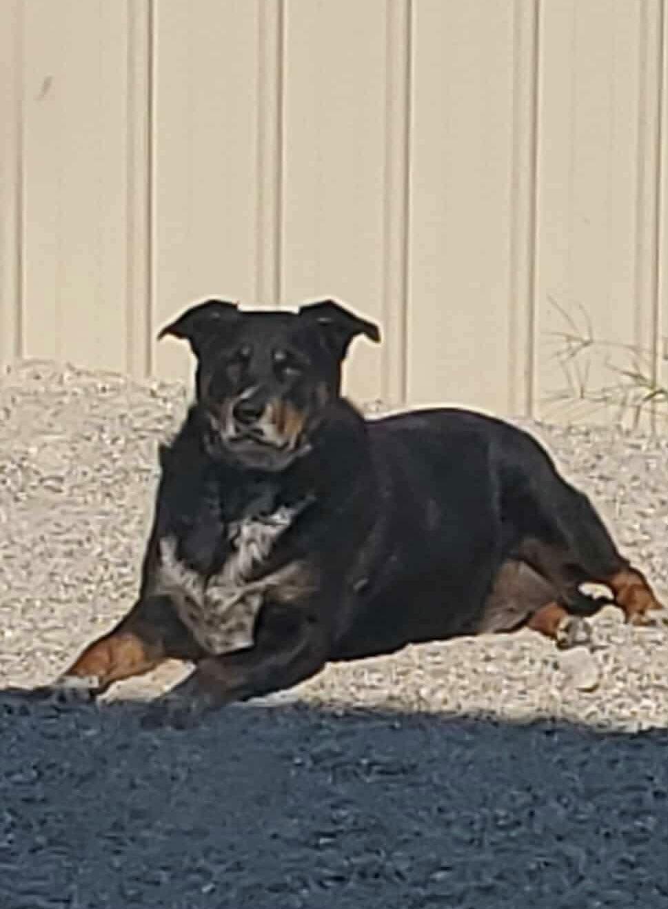 Lucky, a Adoptable mixed breed in Stover, MO image 3/3