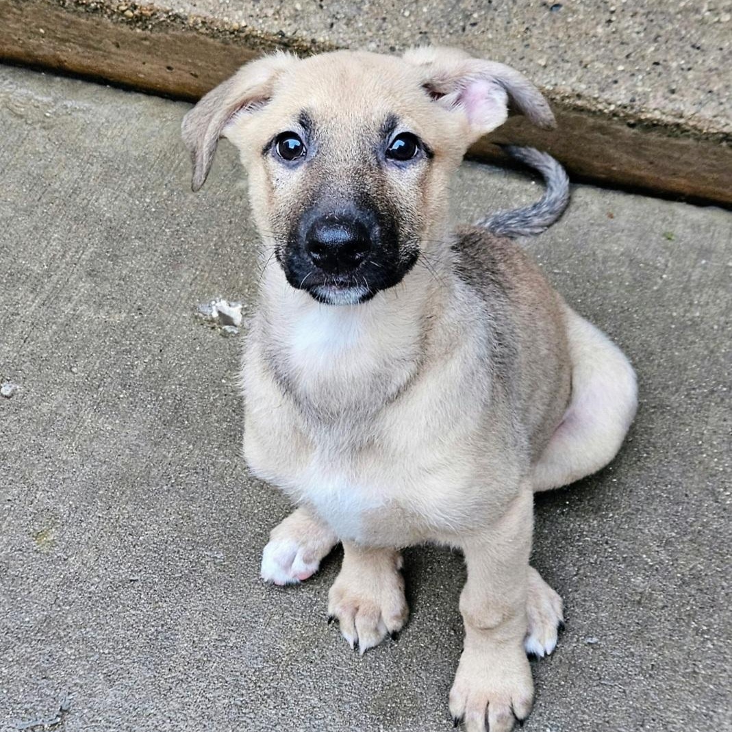 Bamboo , a ADOPTABLE mixed breed in Chicago, IL image 4/5