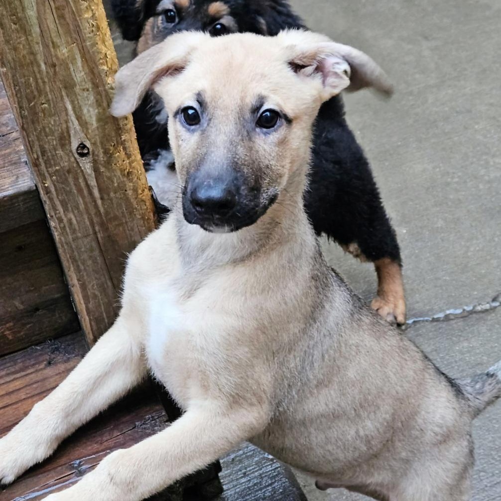 Bamboo , a ADOPTABLE mixed breed in Chicago, IL image 3/5