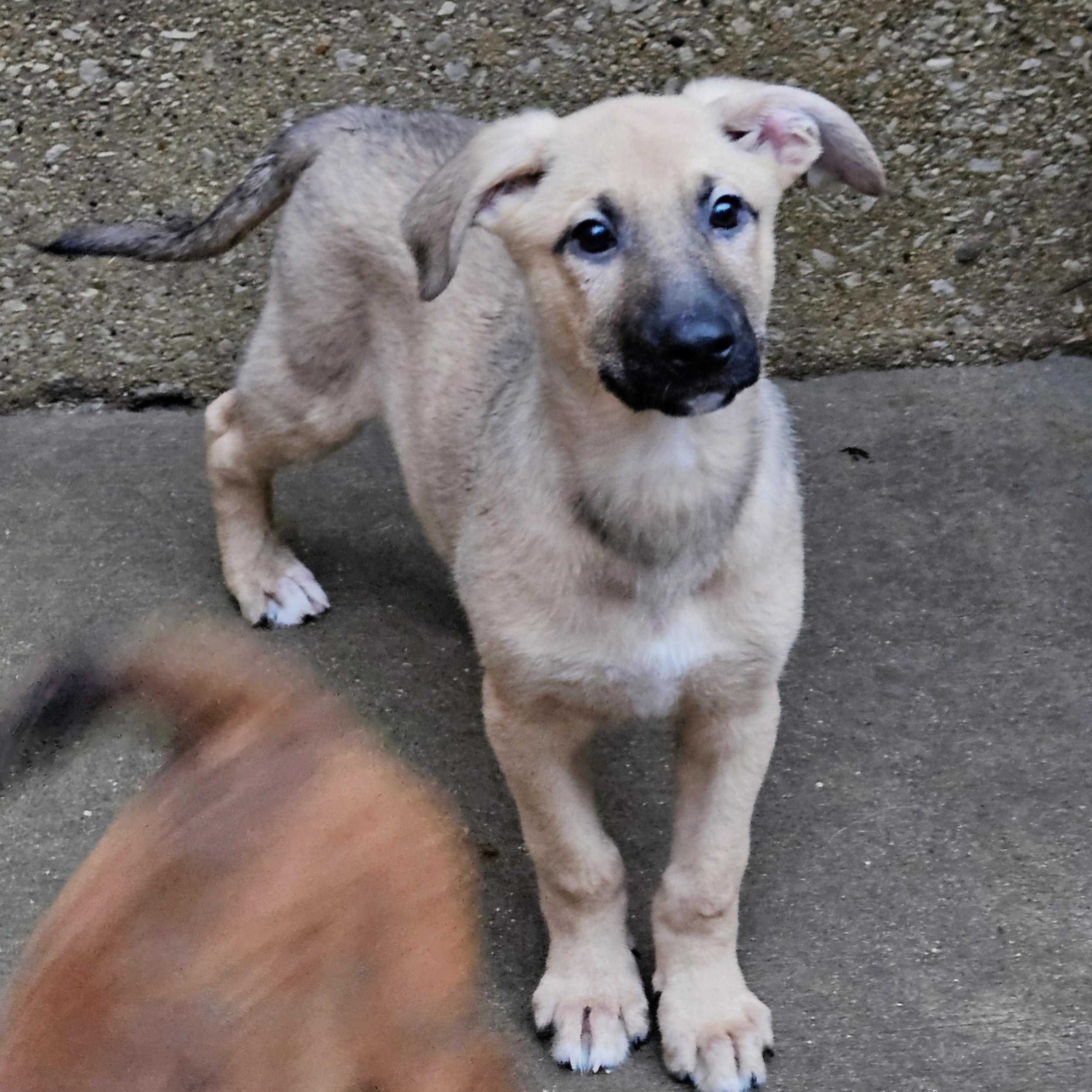 Bamboo , a ADOPTABLE mixed breed in Chicago, IL image 2/5