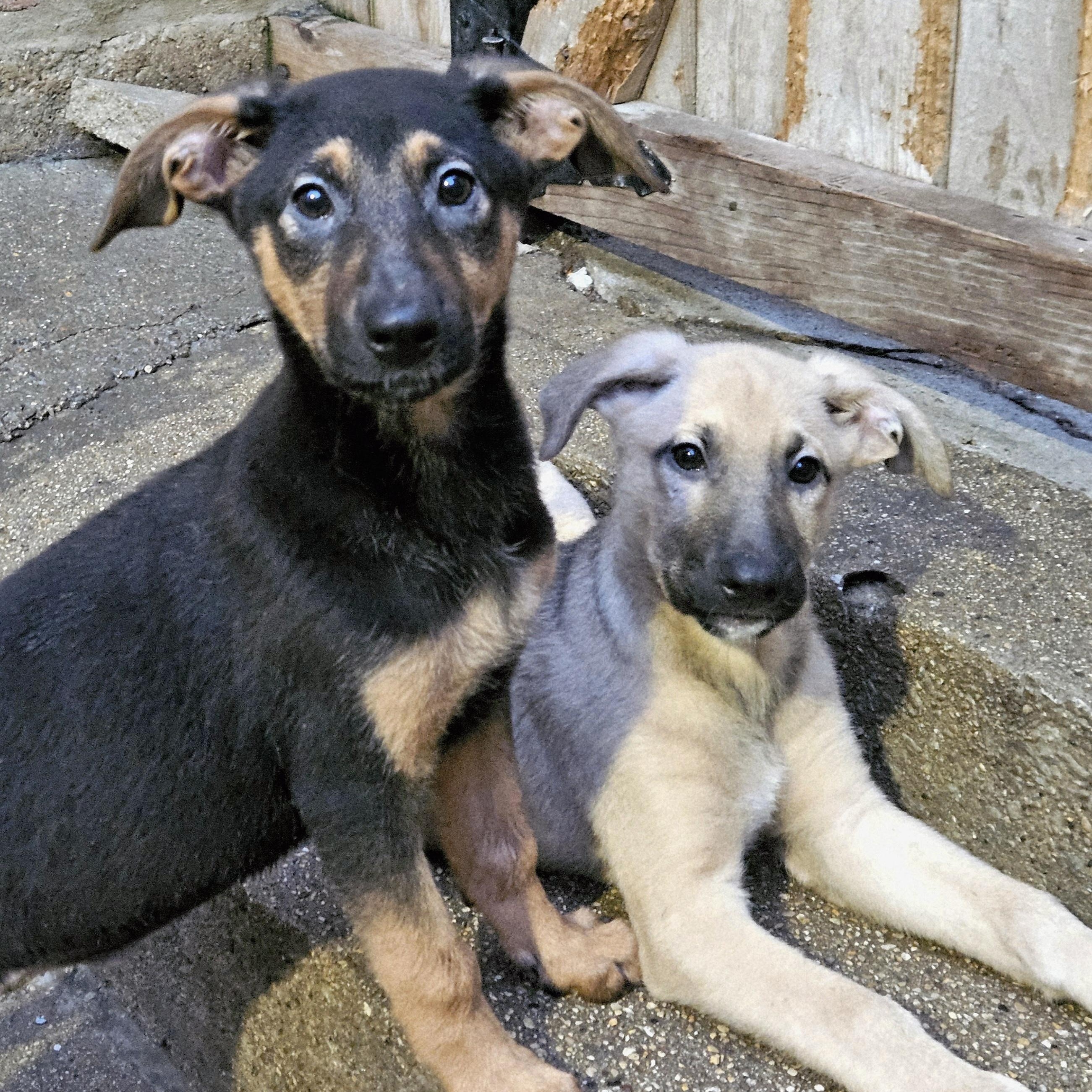 Bamboo , a ADOPTABLE mixed breed in Chicago, IL image 5/5