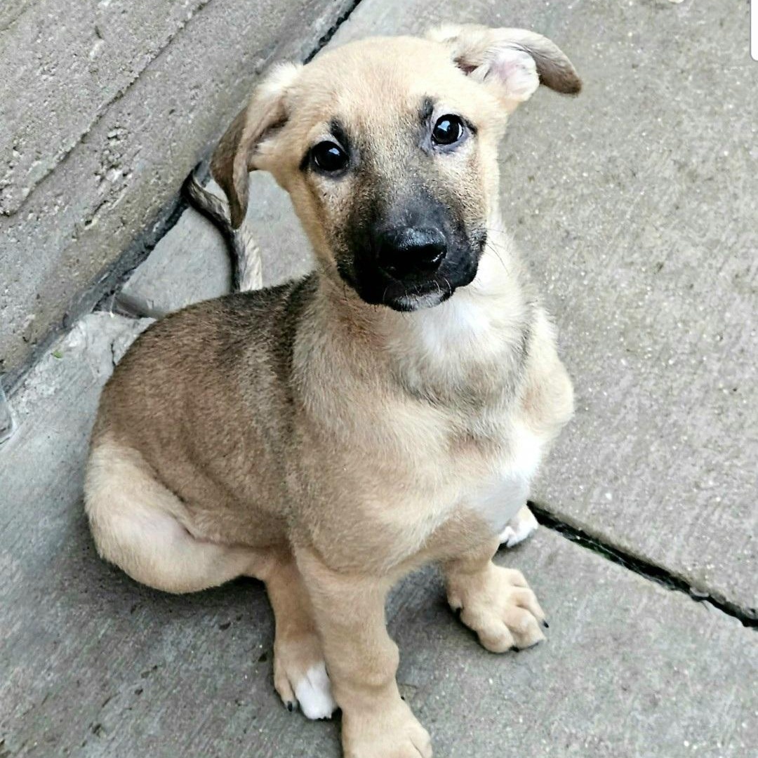 Bamboo , a ADOPTABLE mixed breed in Chicago, IL image 1/5