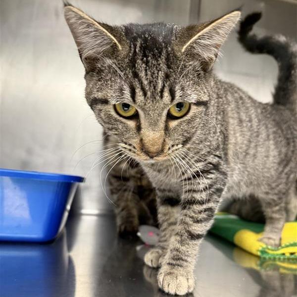 Enlarge Lexi, a Adoptable Domestic Medium Hair in Mount Shasta, CA image 1/1