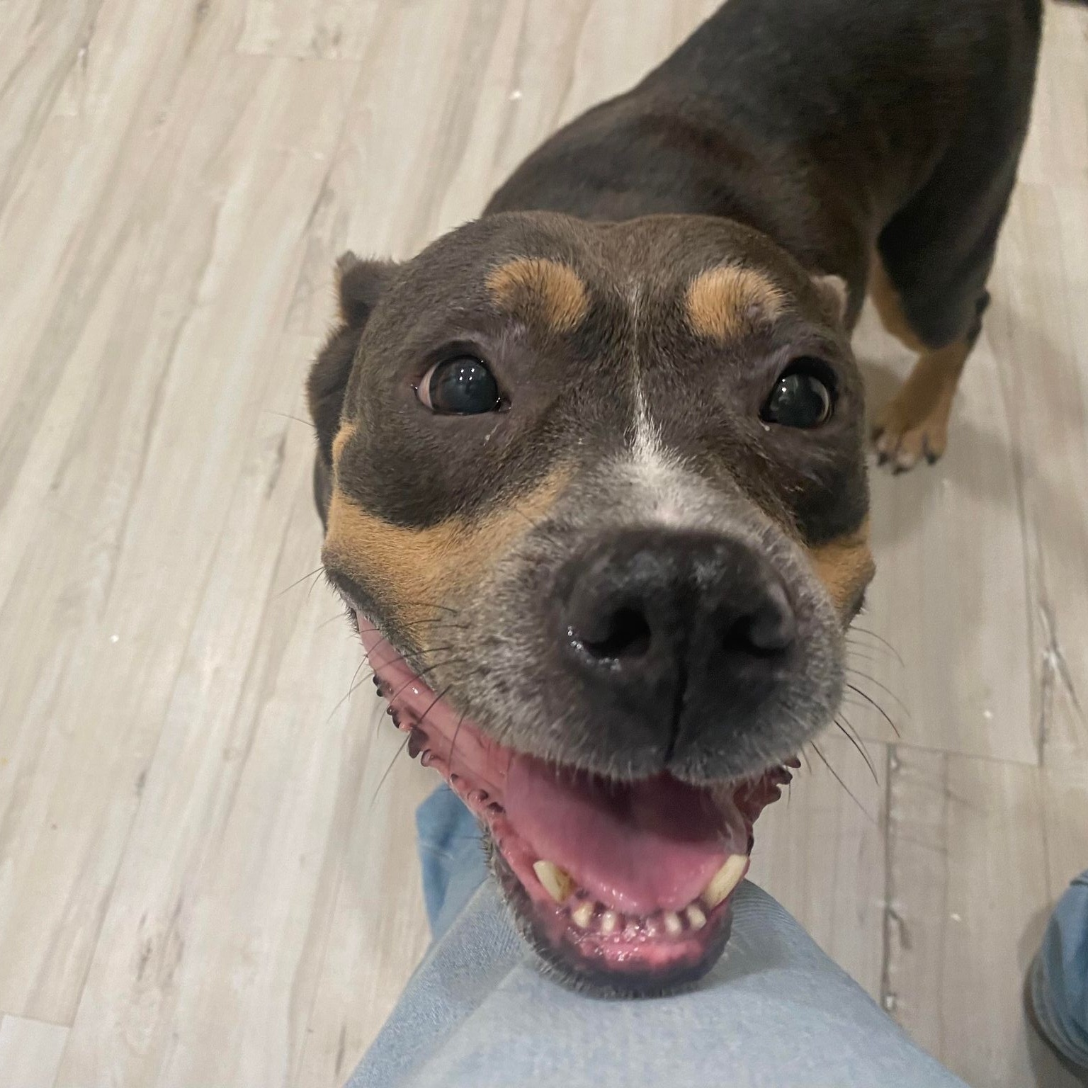 Dog for adoption Peggy, an American Bully & American Staffordshire