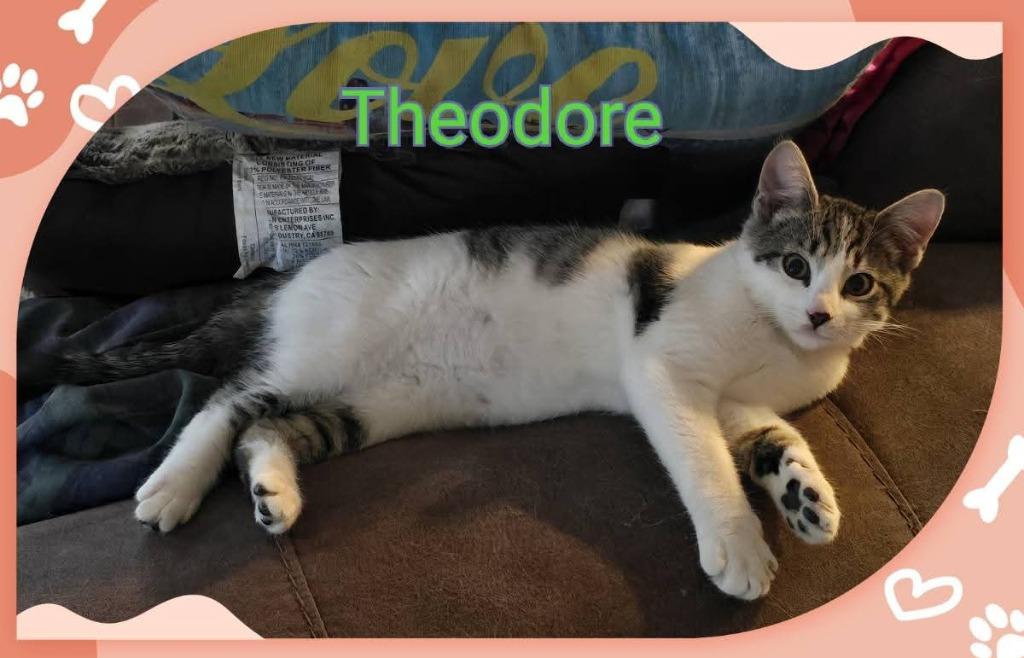 Enlarge Theodore, a Adoptable mixed breed in Miami, OK image 2/3