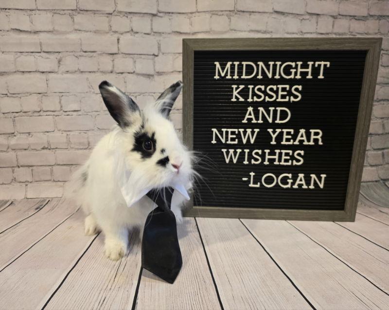 Logan, Adoptable, Young Male Lionhead.