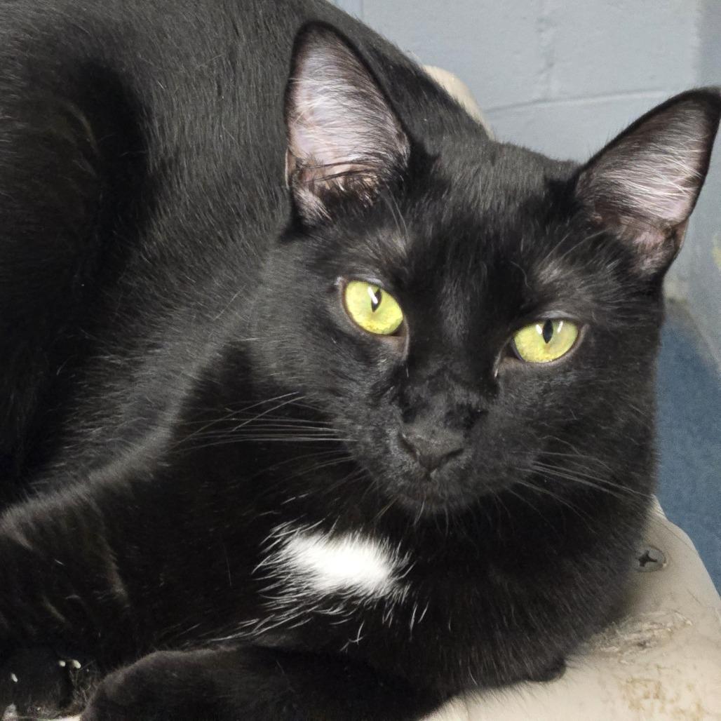 Snickers, Adoptable, Adult Female Domestic Short Hair.
