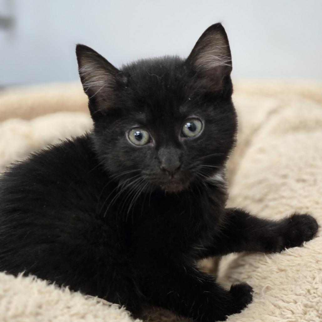 Enlarge Snickers, a Adoptable Domestic Short Hair in Lexington, SC image 1/1