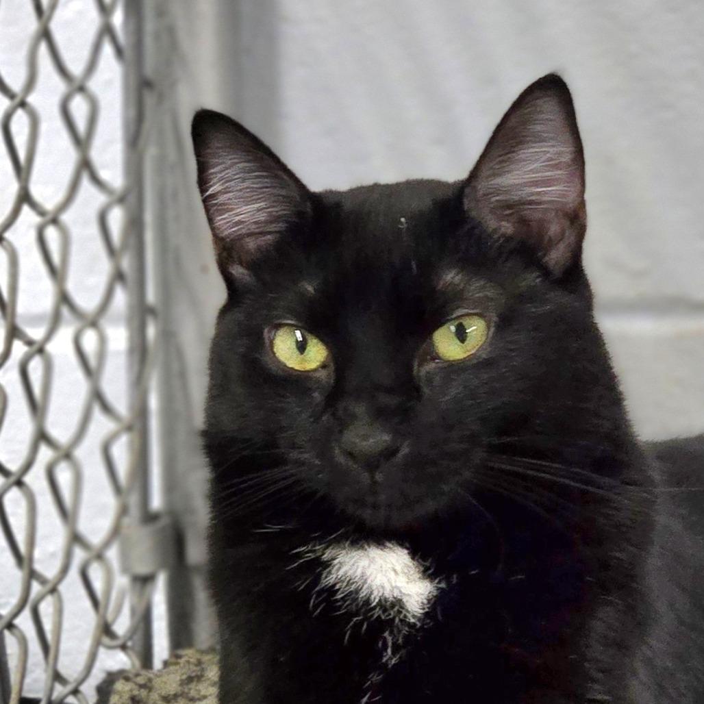 Enlarge Snickers, a Adoptable Domestic Short Hair in Lexington, SC image 2/2