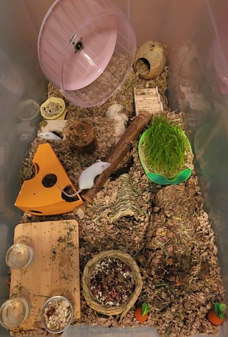 Enlarge 3 Female Mice, a Adopted Mouse in Tucson, AZ image 1/4