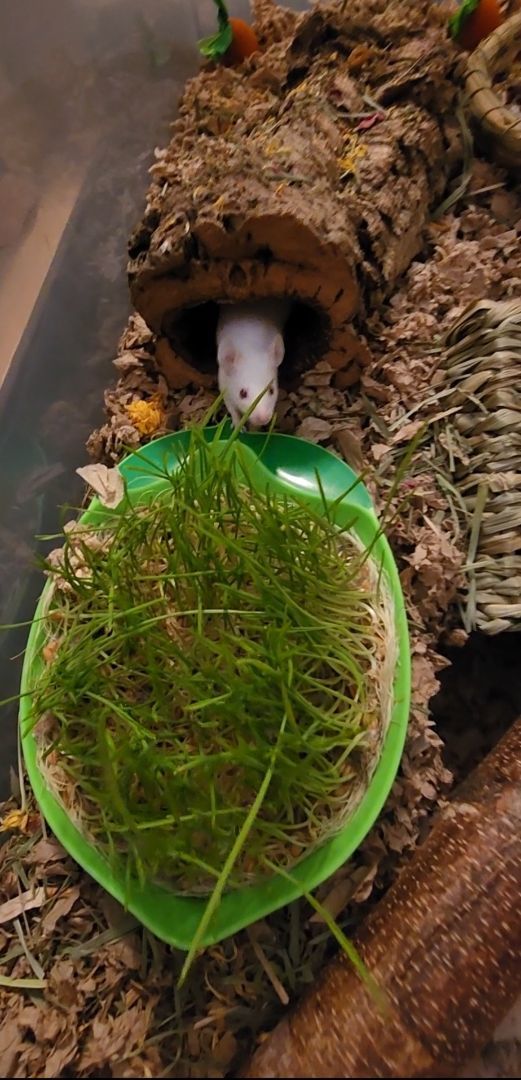 Enlarge 3 Female Mice, a Adopted Mouse in Tucson, AZ image 2/4