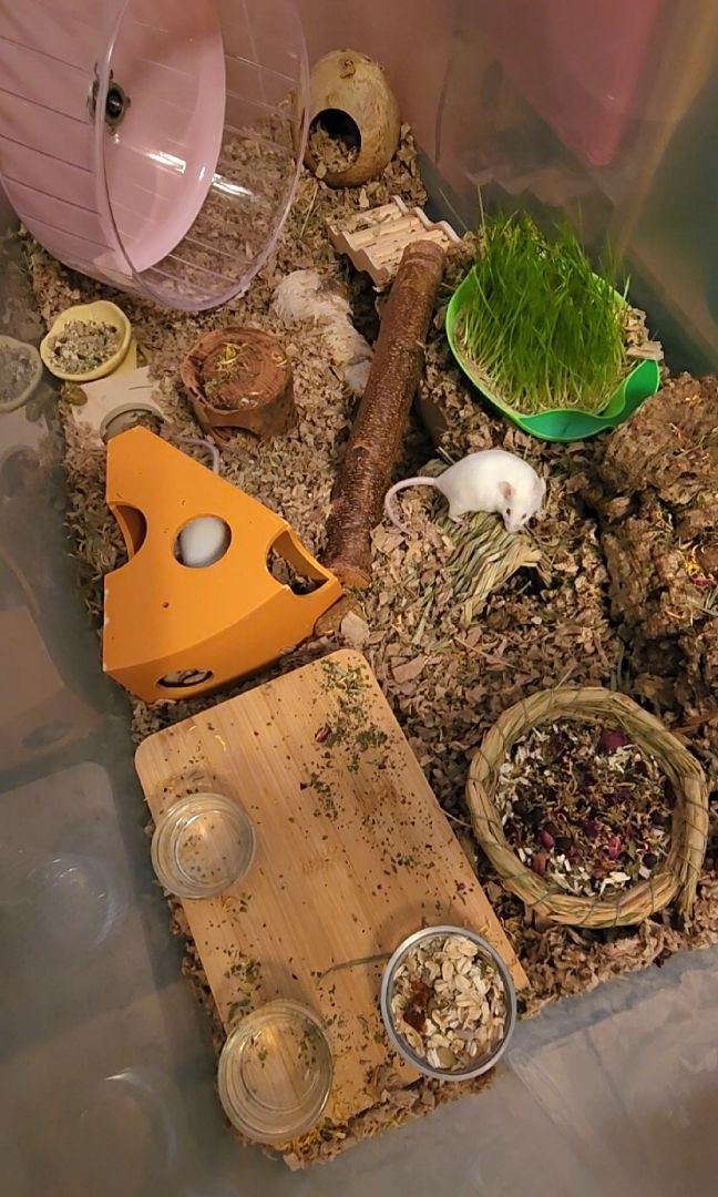 Enlarge 3 Female Mice, a Adopted Mouse in Tucson, AZ image 3/4