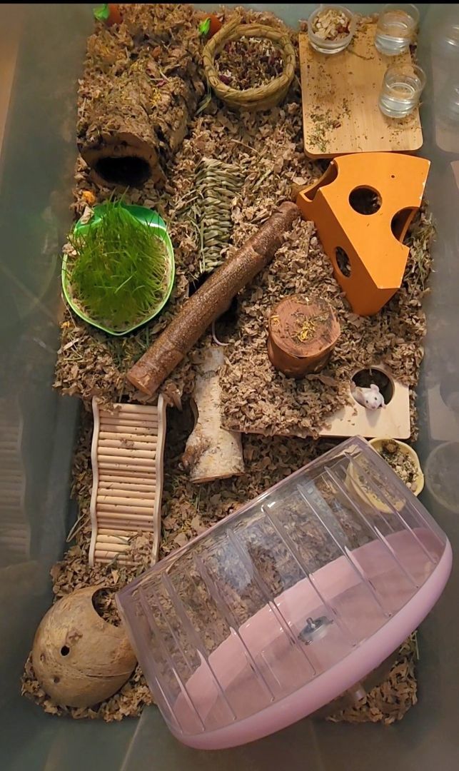 Enlarge 3 Female Mice, a Adopted Mouse in Tucson, AZ image 4/4