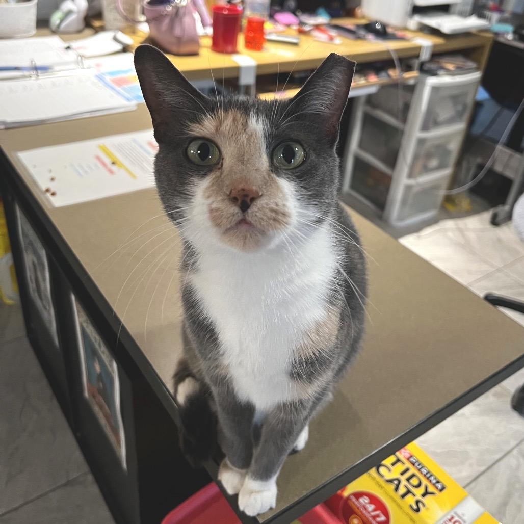 Cecelia, Adoptable, Adult Female Domestic Short Hair.