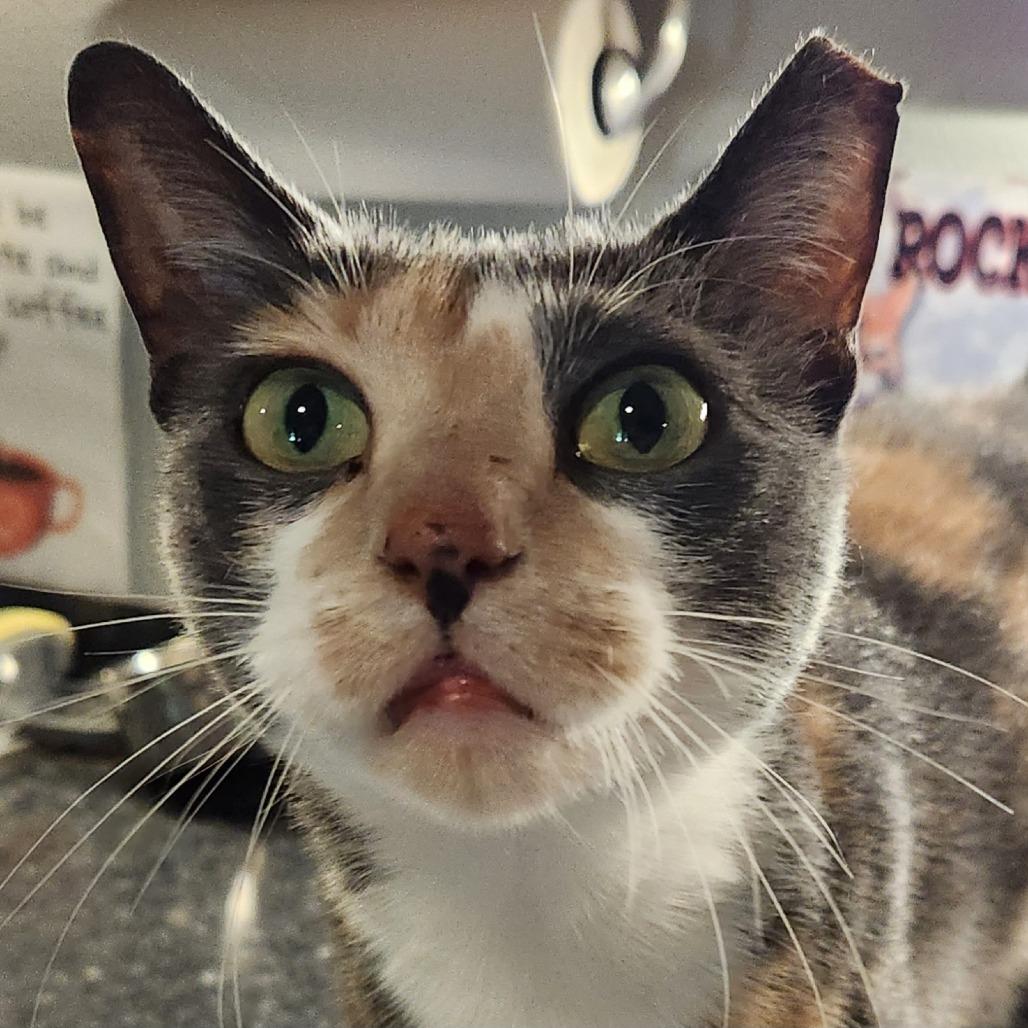 Enlarge Cecelia, a Adoptable Domestic Short Hair in Brighton, MO image 2/6