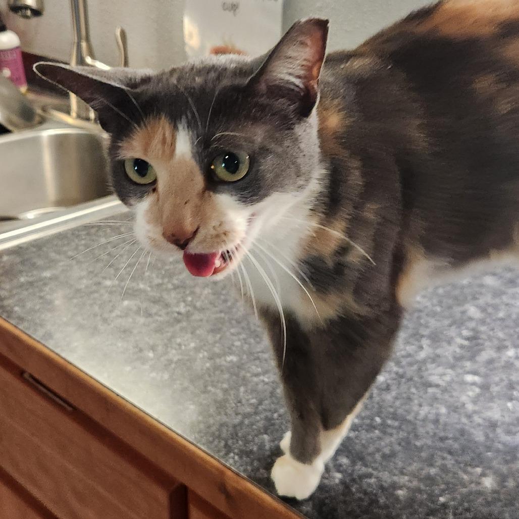 Enlarge Cecelia, a Adoptable Domestic Short Hair in Brighton, MO image 3/6