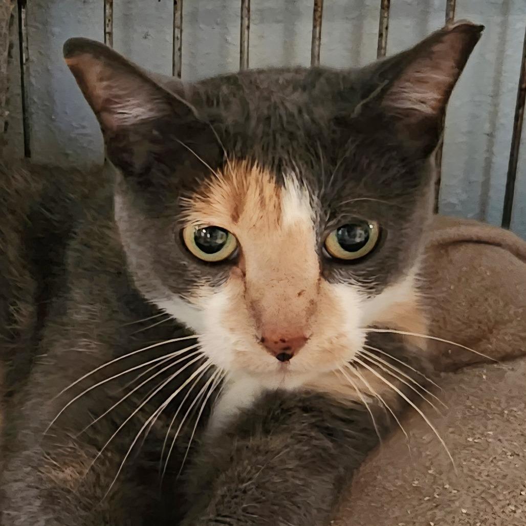 Enlarge Cecelia, a Adoptable Domestic Short Hair in Brighton, MO image 4/6