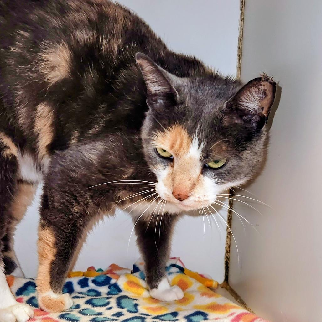 Enlarge Cecelia, a Adoptable Domestic Short Hair in Brighton, MO image 5/6