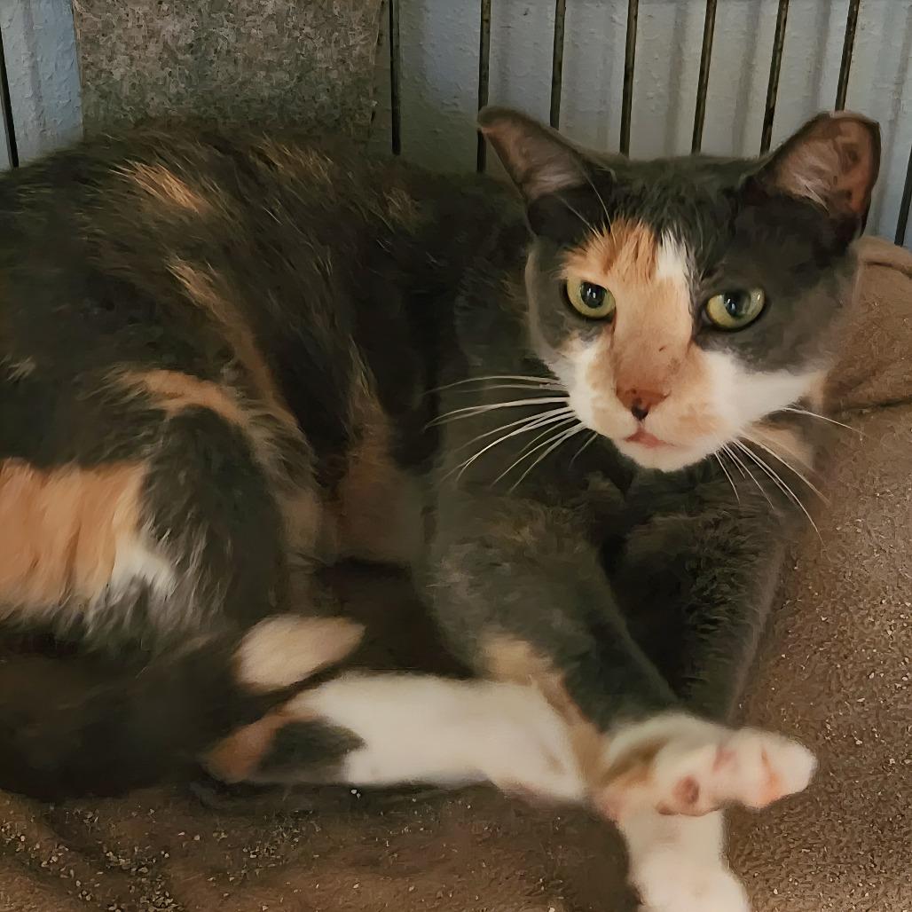 Enlarge Cecelia, a Adoptable Domestic Short Hair in Brighton, MO image 6/6