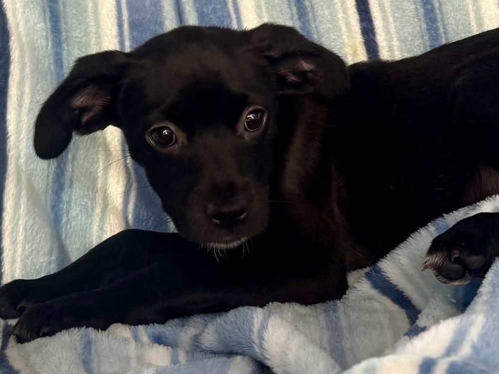 Precious, a ADOPTABLE mixed breed in TUCSON, AZ image 6/6