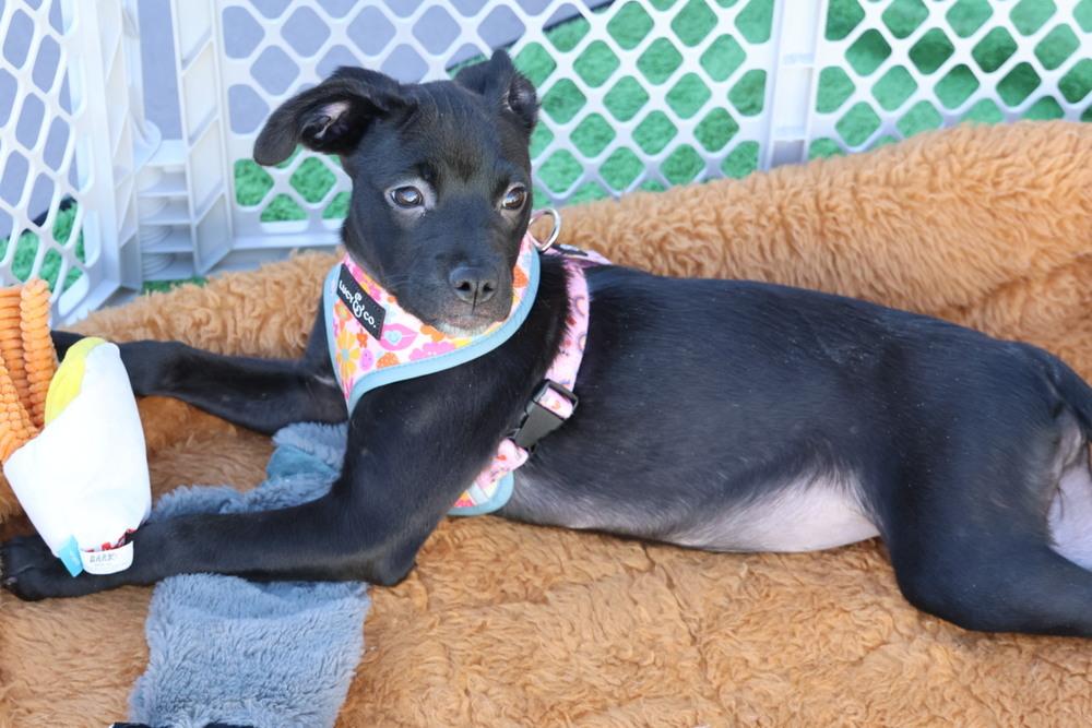 Precious, a ADOPTABLE mixed breed in TUCSON, AZ image 2/6