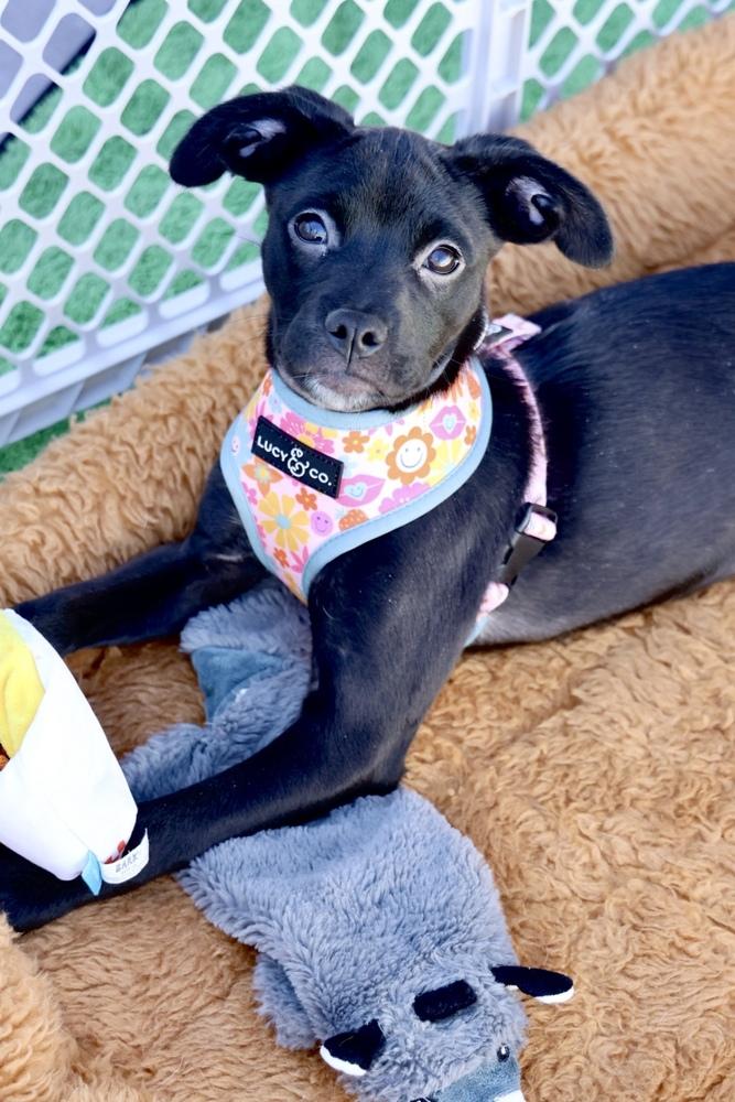 Precious, a ADOPTABLE mixed breed in TUCSON, AZ image 1/6