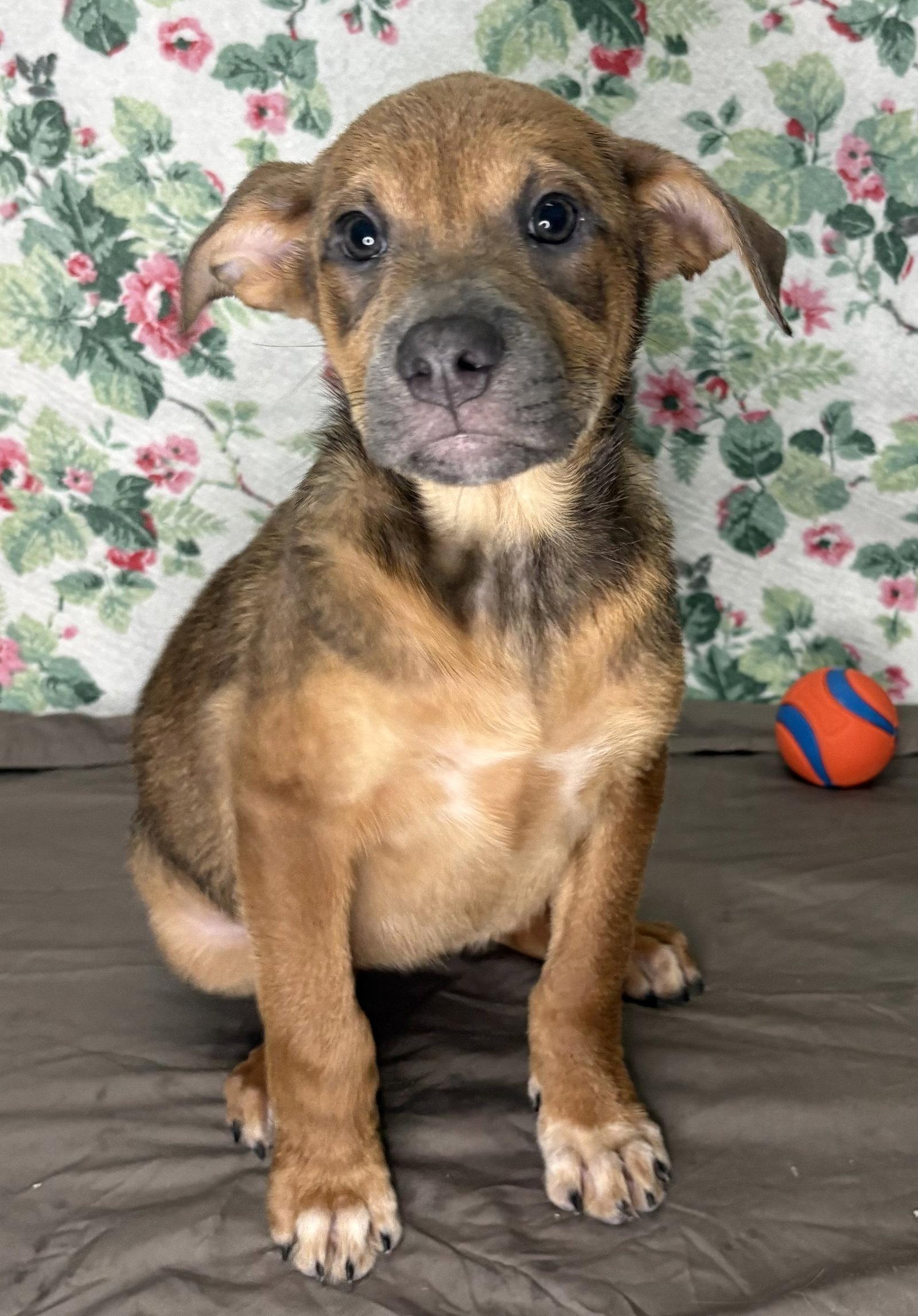 261235 Paisley, Adoptable, Young Female Shepherd.
