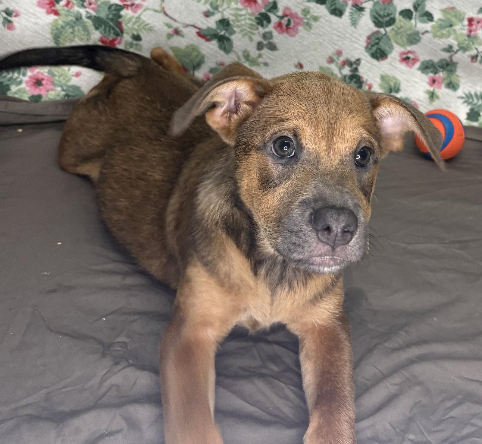 Enlarge 261235  Paisley, a Adoptable Shepherd in Wetumpka, AL image 2/2