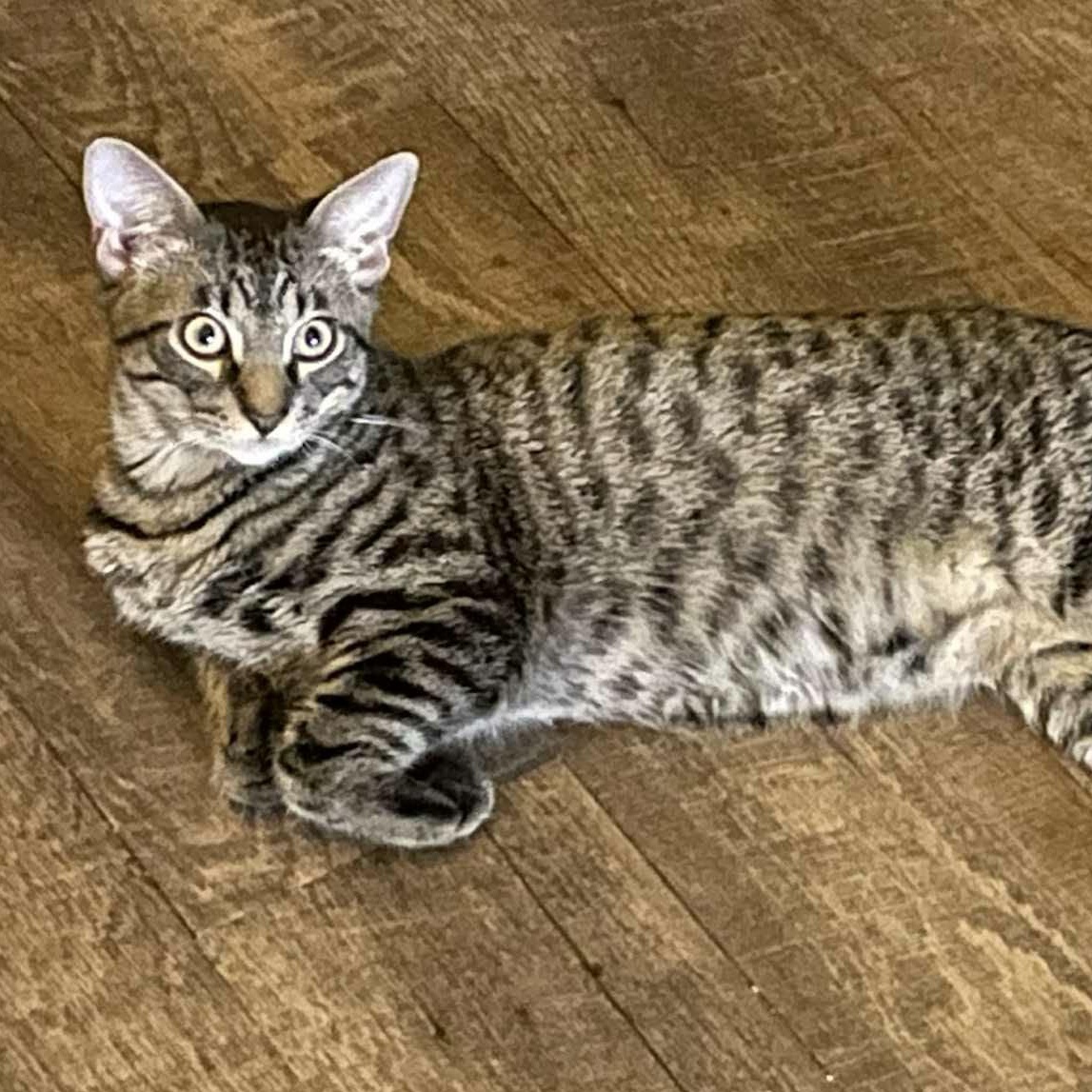 Enlarge Toby, an adopted Tiger in North Berwick, ME image 2/3