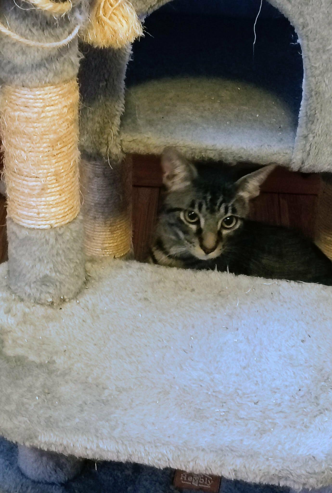 Toby, a ADOPTABLE Tiger in North Berwick, ME image 2/2