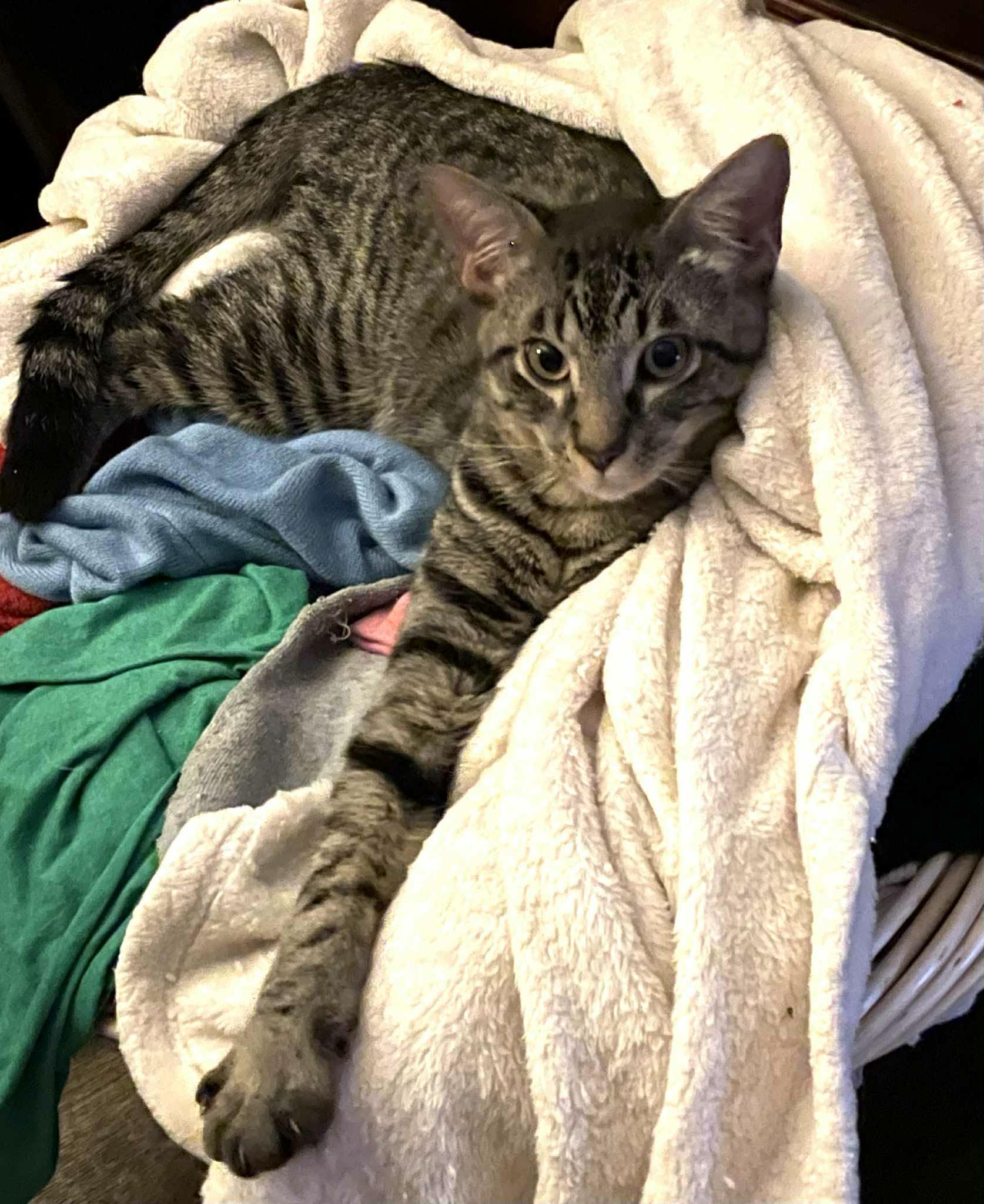 Toby, ADOPTABLE, Kitten Male Tiger.