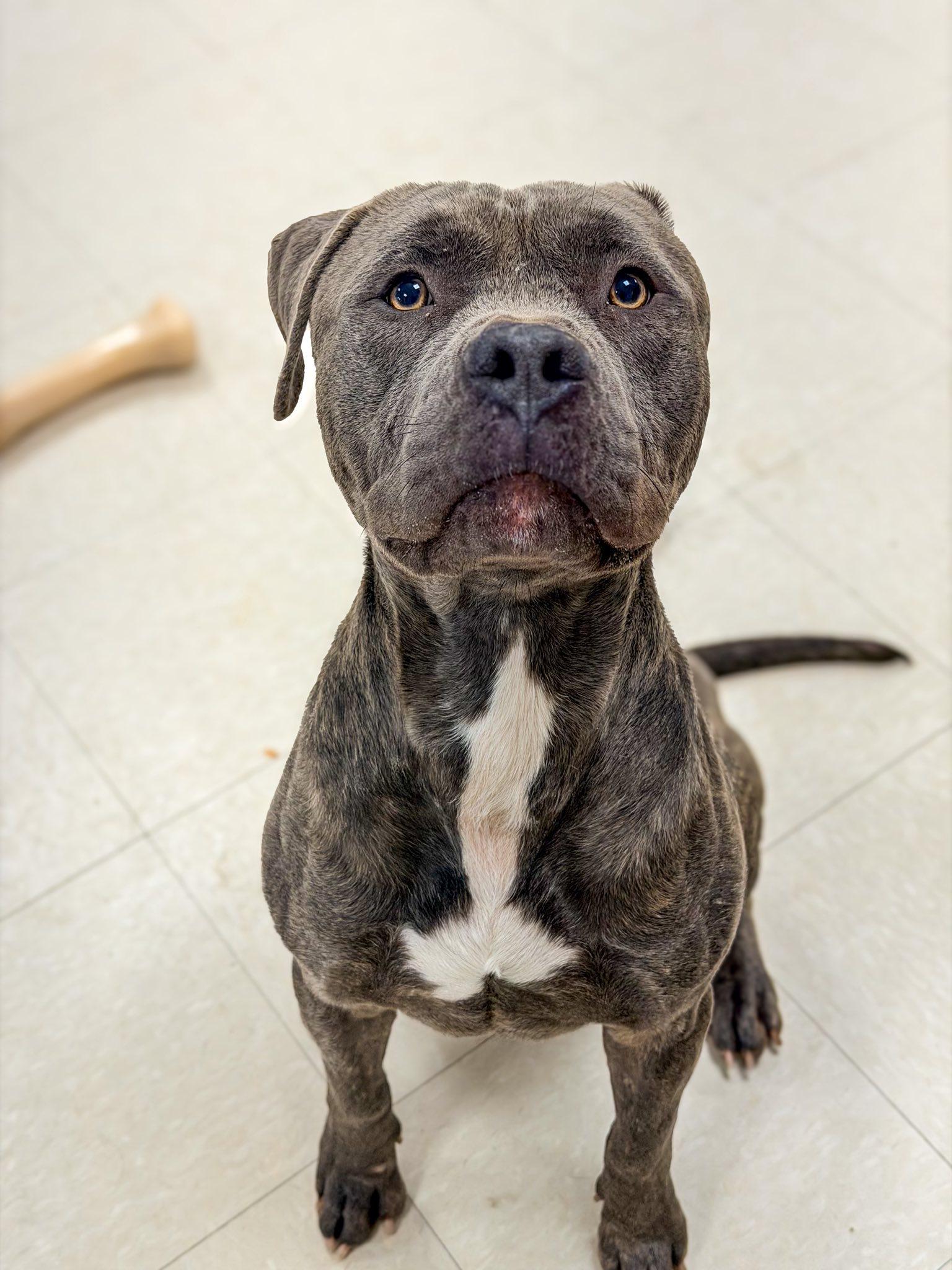 Hugo, ADOPTABLE, Young Male Pit Bull Terrier.