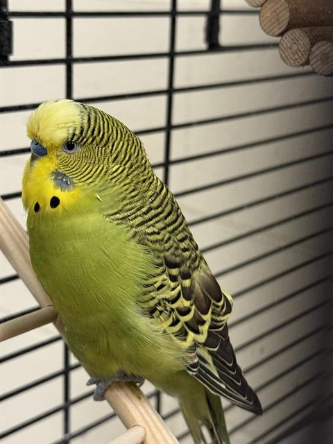 OLD MAN, Adoptable, Young Male Budgie / Budgerigar.