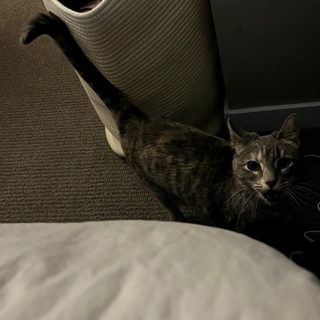 Taizy Mae, Adoptable, Adult Female Domestic Short Hair.