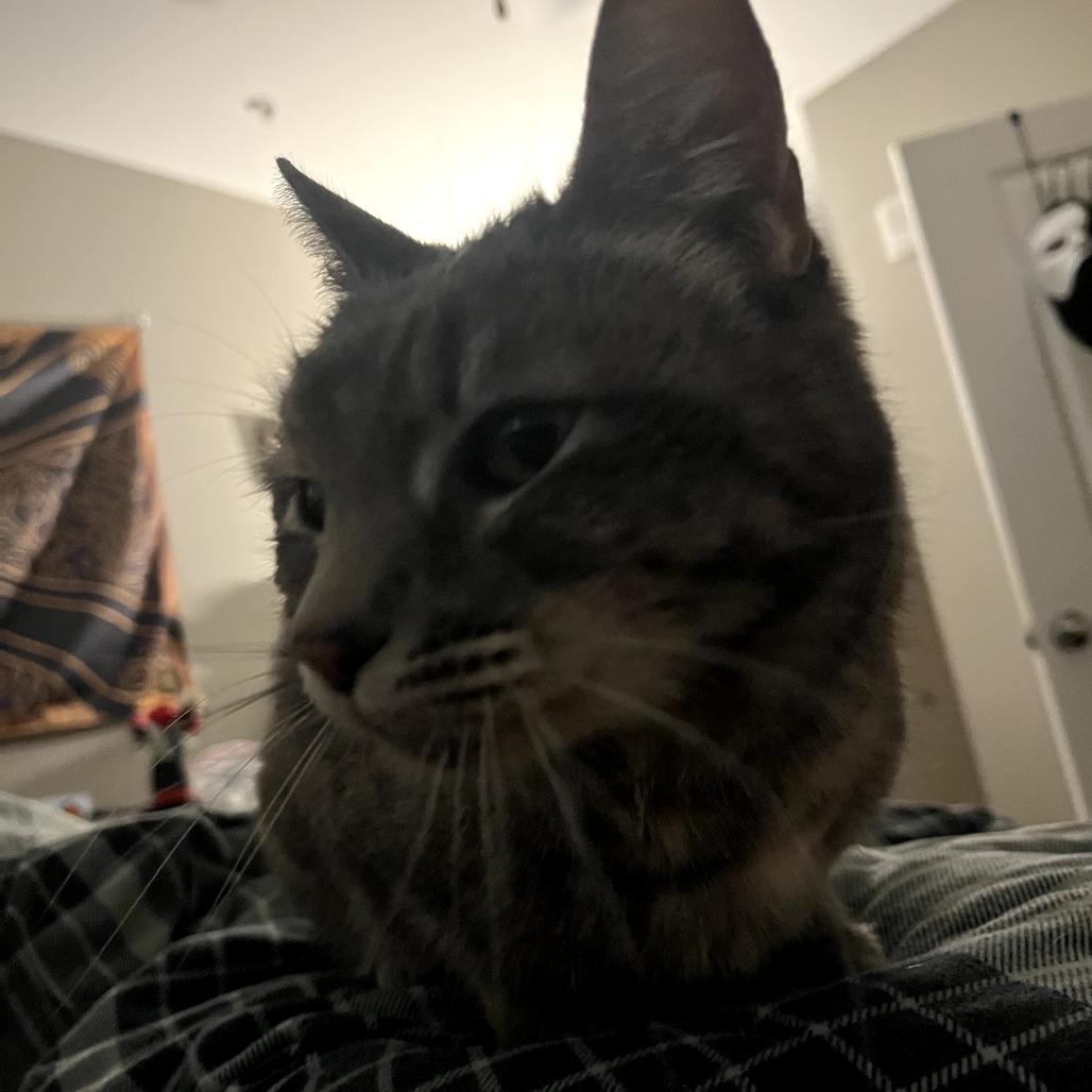 Enlarge Taizy Mae, a Adoptable Domestic Short Hair in Fort Collins, CO image 2/5