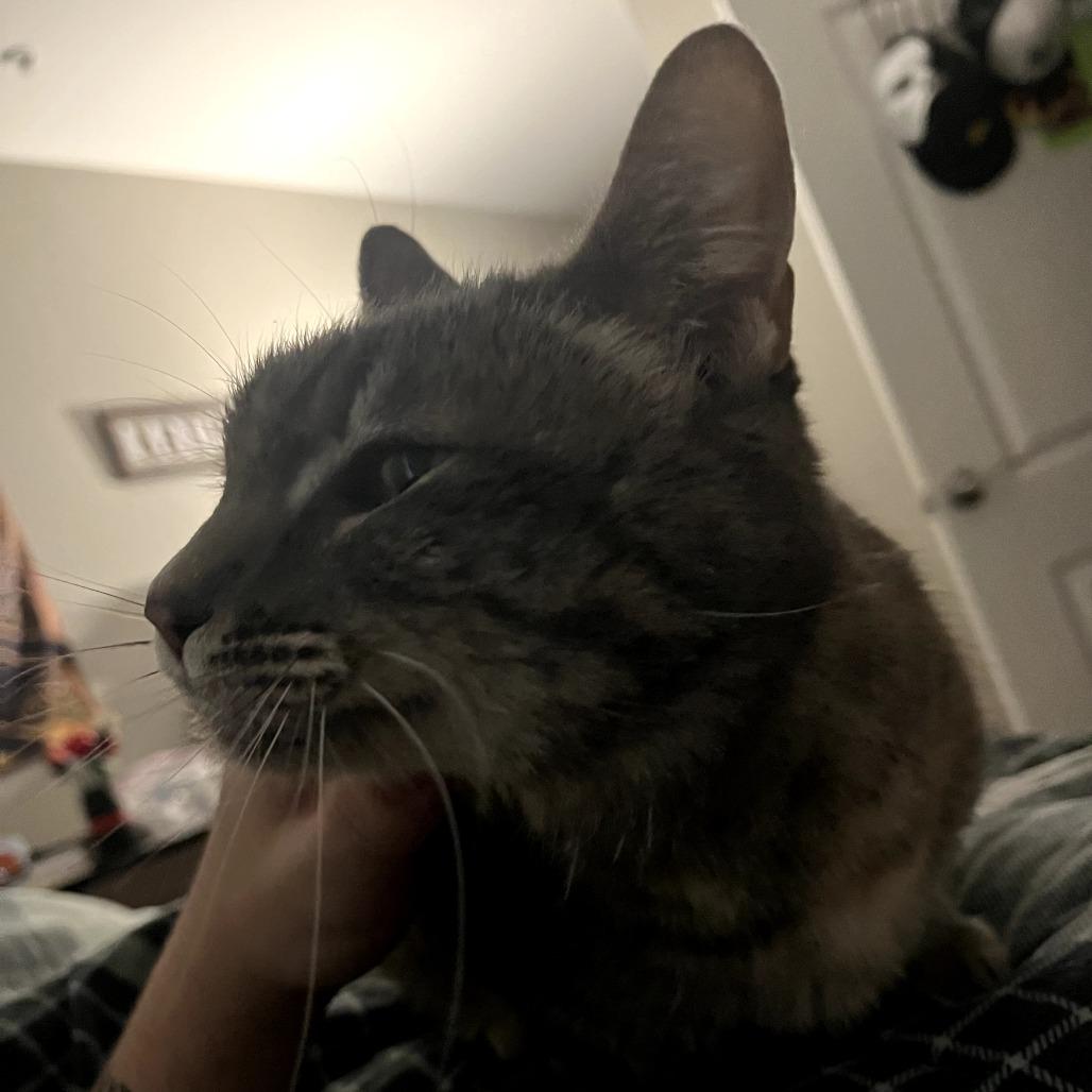 Enlarge Taizy Mae, a Adoptable Domestic Short Hair in Fort Collins, CO image 3/5