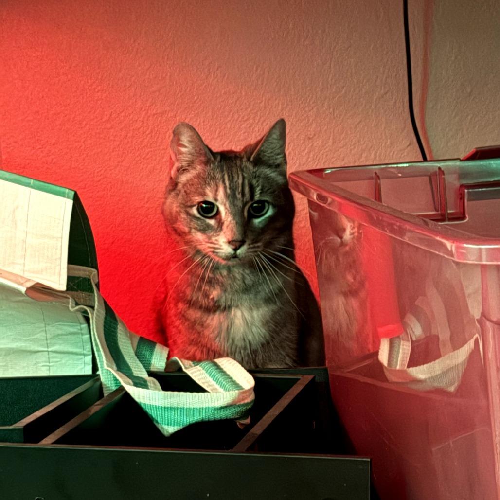 Enlarge Taizy Mae, a Adoptable Domestic Short Hair in Fort Collins, CO image 4/5