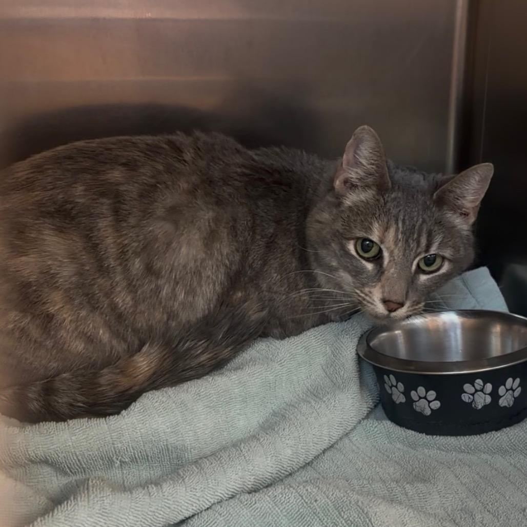 Enlarge Taizy Mae, a Adoptable Domestic Short Hair in Fort Collins, CO image 5/5