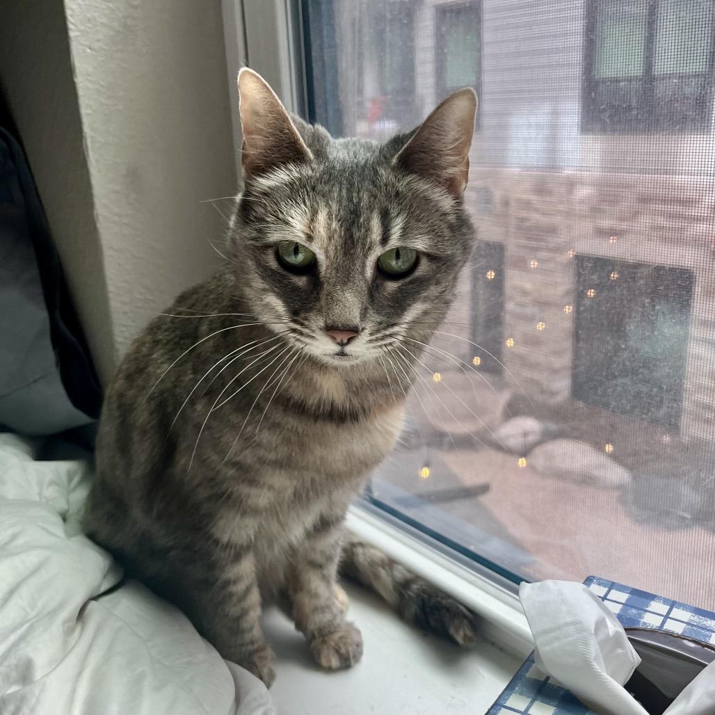 Taizy Mae, a Adoptable Domestic Short Hair in Fort Collins, CO image 6/6