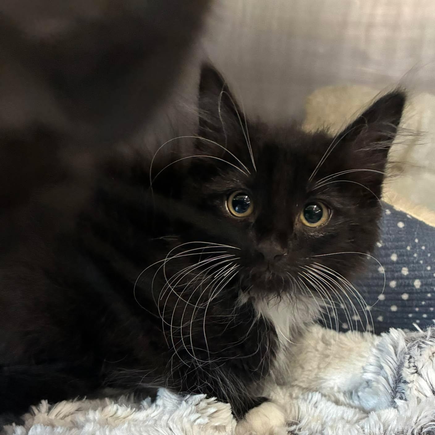 Enlarge Robin, a Adoptable mixed breed in Petersburg, IL image 2/5