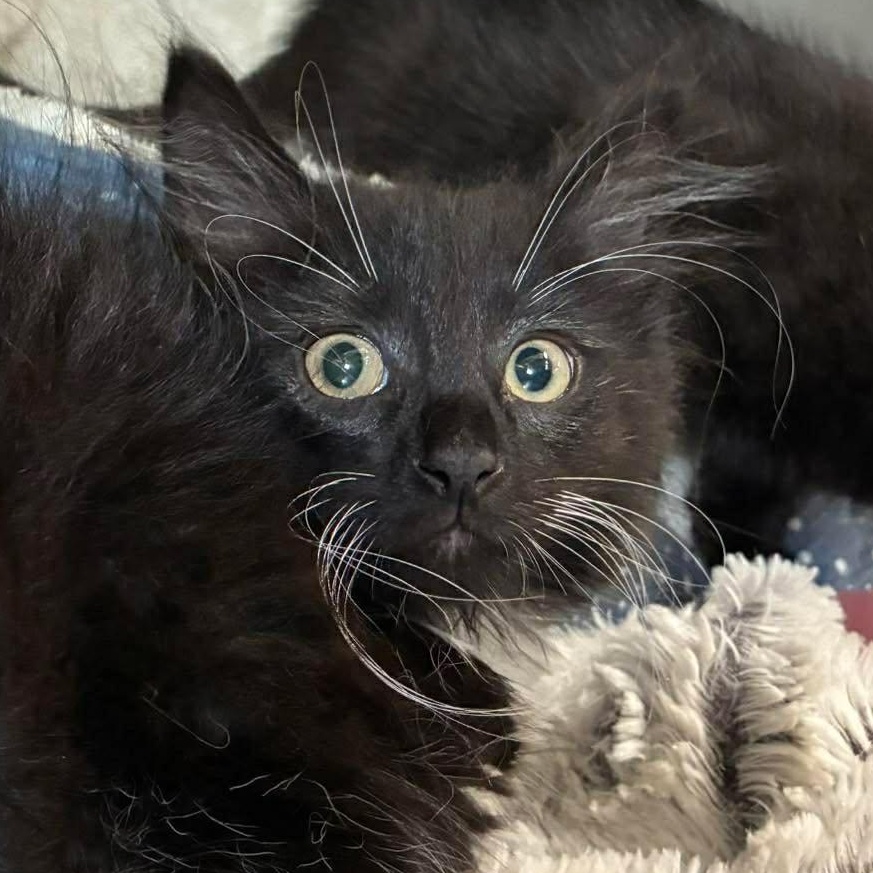 Enlarge Robin, a Adoptable mixed breed in Petersburg, IL image 1/5
