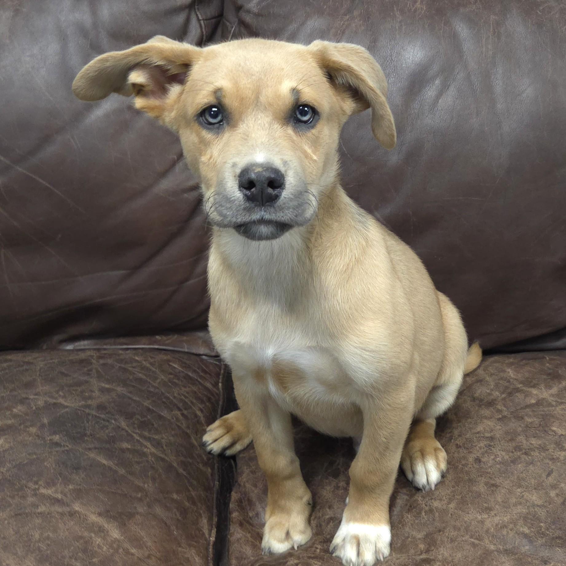 Enlarge Lapis Lazuli, an adopted Mixed Breed in Marshfield, WI image 2/3