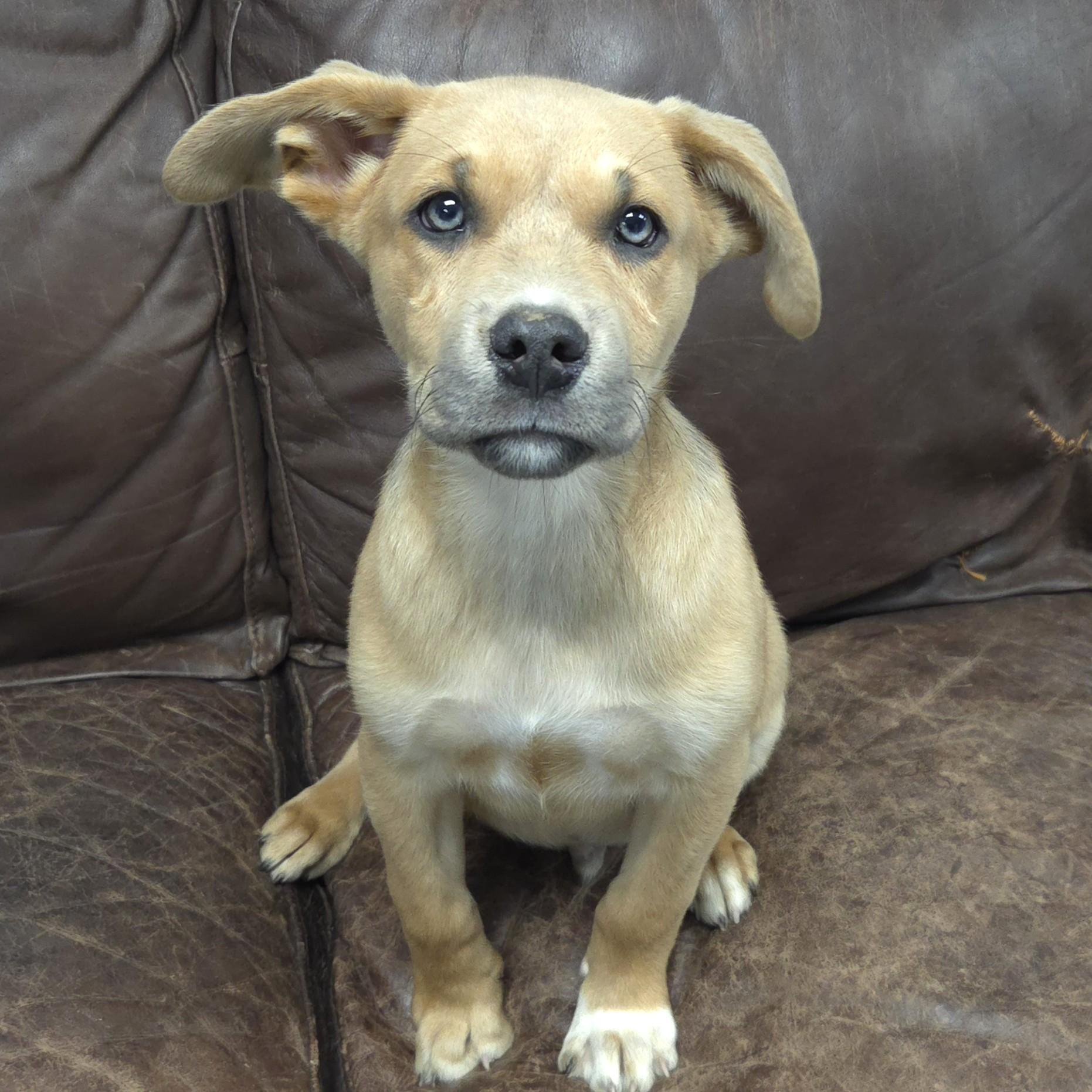 Lapis Lazuli, adopted, Puppy Male Mixed Breed.