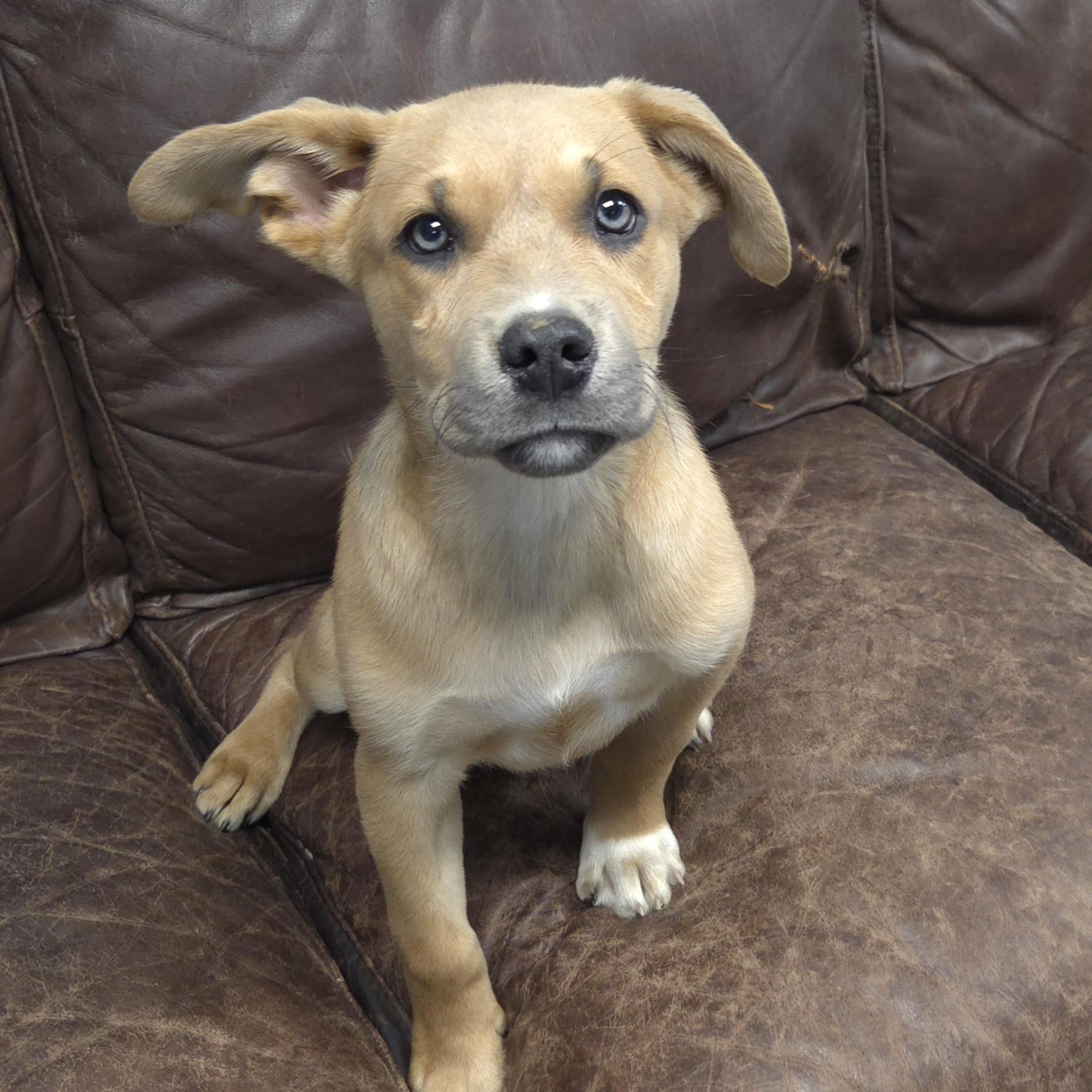 Enlarge Lapis Lazuli, an adopted Mixed Breed in Marshfield, WI image 3/3
