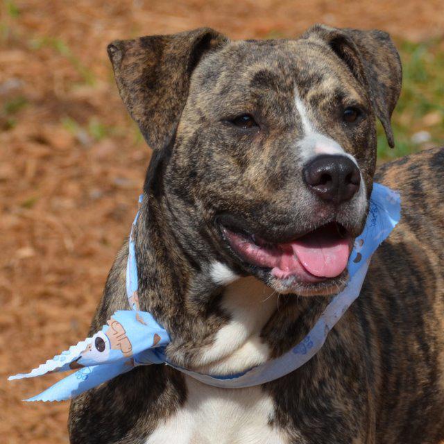 Floyd, Adopted, Senior Male Pit Bull Terrier & Hound.