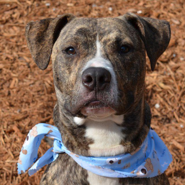 Enlarge Floyd, a Adopted mixed breed in Saint Petersburg, FL image 2/3