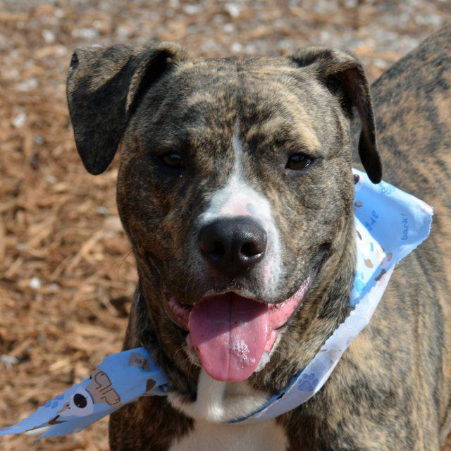 Enlarge Floyd, a Adopted mixed breed in Saint Petersburg, FL image 3/3