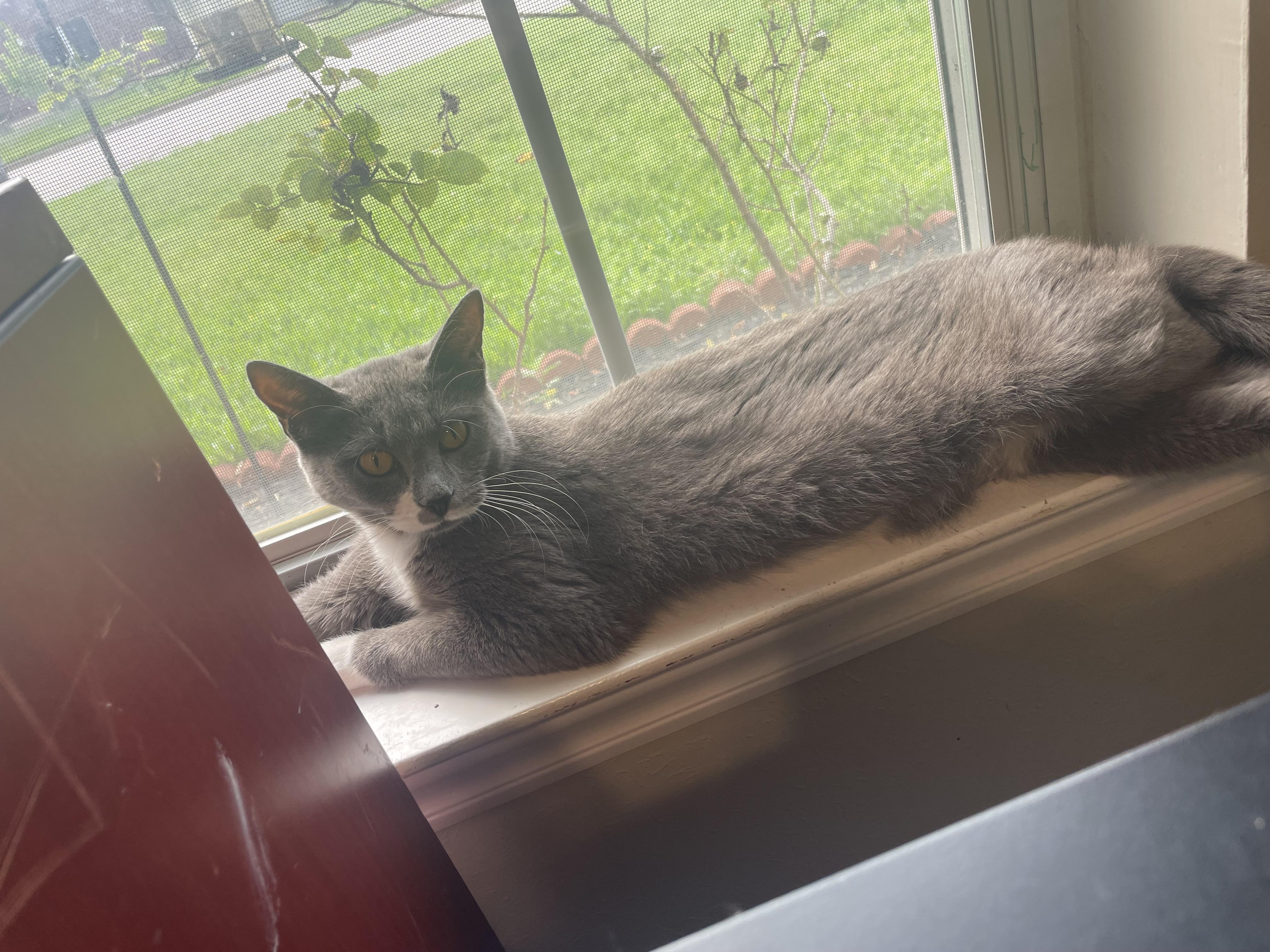 Enlarge Mama Phoenix, a ADOPTABLE Domestic Short Hair in Bryan, TX image 3/3